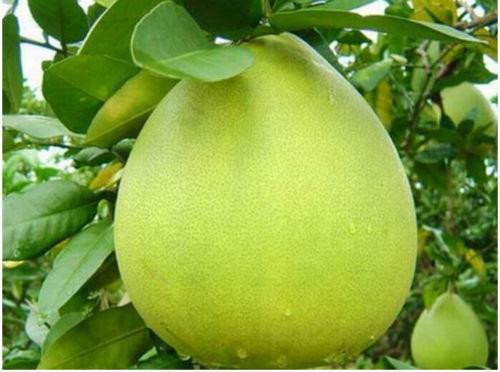 Pear-shaped